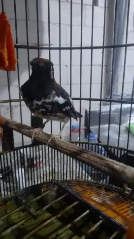 Anis Kembang Baru Beres Bulu Ngeplong
