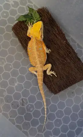 Bearded Dragon Jantan joss