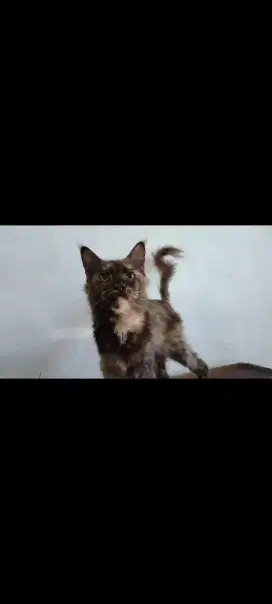 Kucing maincoon