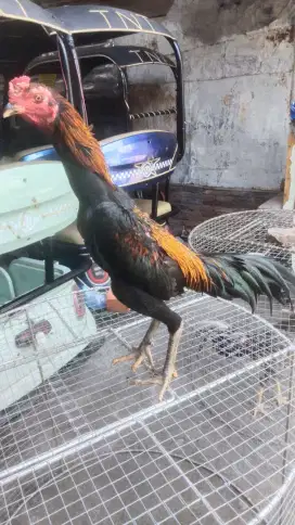 Jual satu ekor ayam pakoy