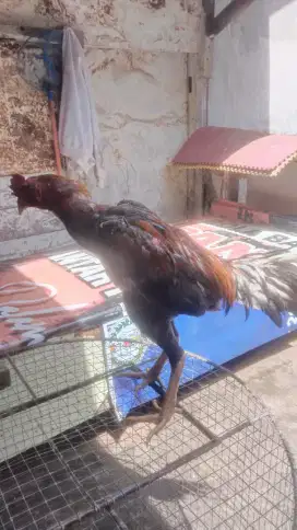 Jual ayam koyngon