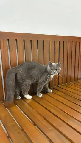 BSH Betina Hamil (proven anakan bagus2) cari tukaran indukan munchkin