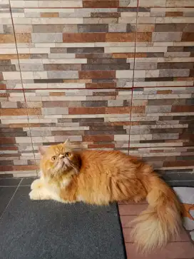 Kucing peaknose bigbone