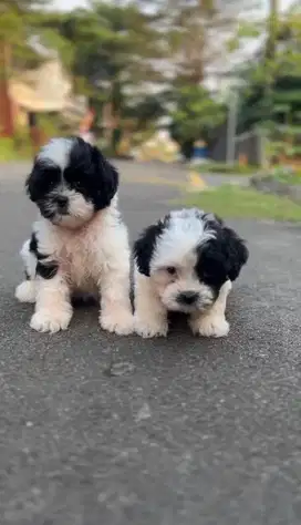 Shitzu x poodle