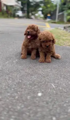 Toy poodle betina