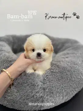 Maltipoo korean teacup poodle maltese shihtzu cihuahua anjing lucu