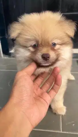 Minipom stb vaksin