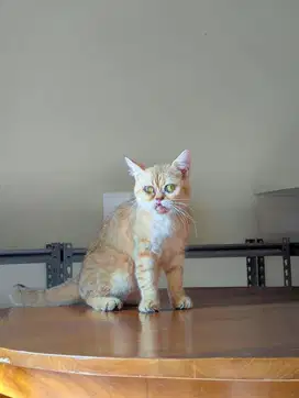 BSH Golden tabby