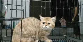 BSH Golden tabby