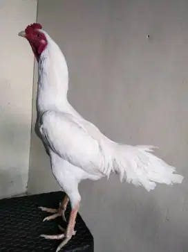 Ayam bangkok kinantan putih polos tanpa noda