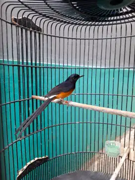 Dijual Burung Murai Medan Pastol Gacor Fullset Lokasi Depok