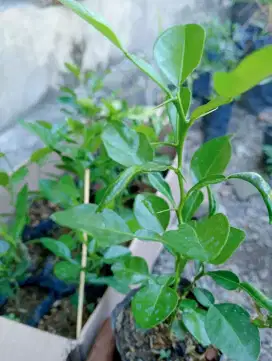 Bibit jeruk purut