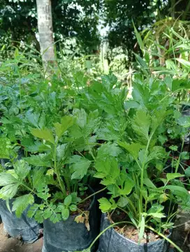 Daun seledri/sop