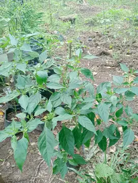 Tanaman cabe rawit berbunga