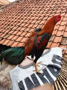 Ayam bangkok ayam adu