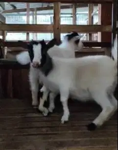 sepasang indukan kambing pygmi 1 tahunan original pendek kerdil manteb