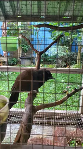 Burung poksay pipi hitam