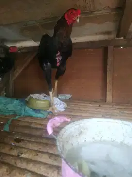 Ayam bangkok jago 6 bulan