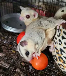 Jual indukan sugar glider proven creamoz dan platinum