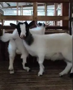 sepasang indukan kambing mini pygmi asli 1 thn original siap ternak ok