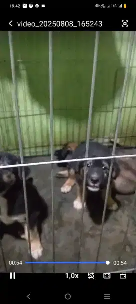 Anak dogi campuran umur 2 bulan