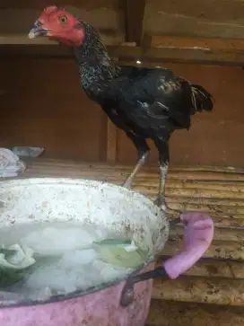 Ayam bangkok Birma jantan telor ijo