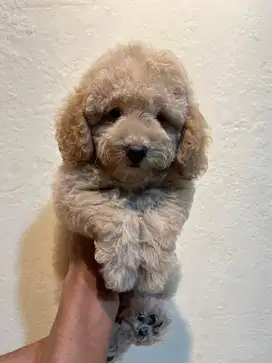 Toy Poodle (Red Apricot)