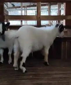 sepasang indukan kambing pygmi mini 1 thn TB 40cm asli kerdil rawatan