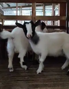 sepasang indukan kambing pygmi mini 1 thn TB 40cm asli kerdil rawatan