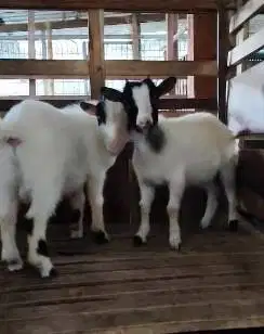 sepasang indukan kambing pygmi mini 1 thn TB 40cm siap ternak koleksi