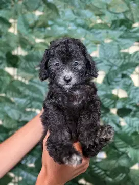 Tiny Poodle (Silver)