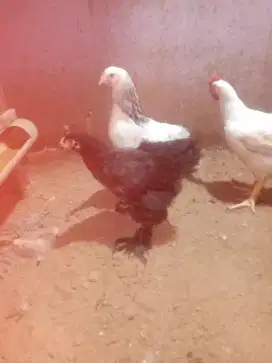 Anakan ayam Brahma