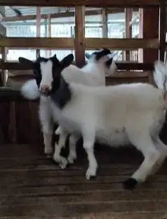 sepasang indukan kambing pygmi original 1 tahun TB 40cm exotik rawatan