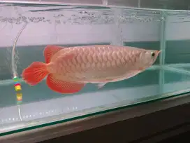 Arwana super red