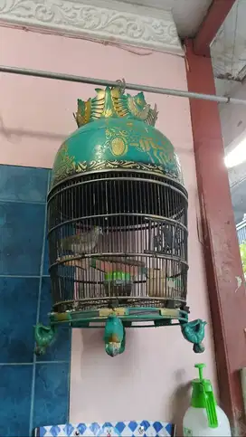Perkutut Katuranggan Surung Drajat