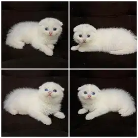 Kucing scottish fold odd eyes