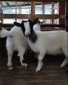 sepasang indukan kambing pygmi mini 1 thn original FB siap koleksi top