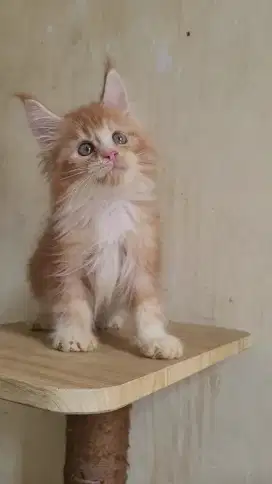 Mainecoon Pedigree / Non Pedigree