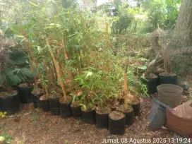 Pohon bambu kuning
