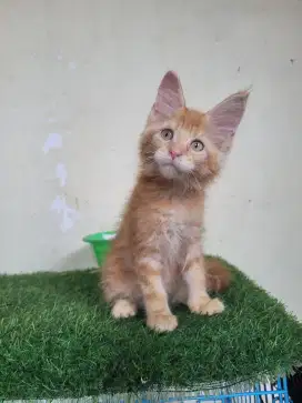 Mainecoon Pedigree atau Non Pedigree