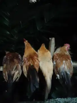 Kate Bangkok borong boleh