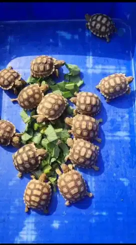 Kura sulcata 5-6cm