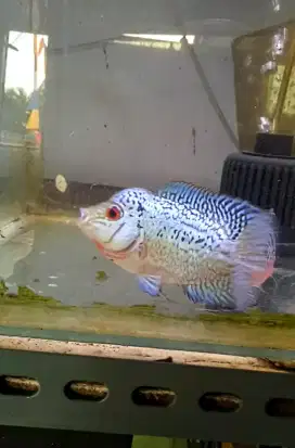 Louhan kamfa f2 cilnong