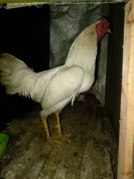 Ayam kampung sepsang
