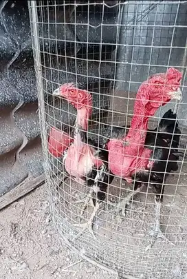 Ayam saigon pemacek