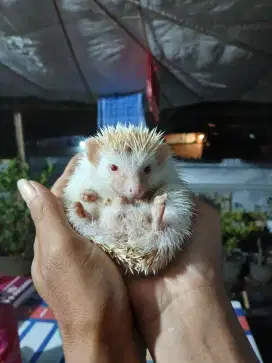 Landak mini jantan