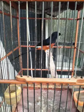 Burung murai batu. Asli Aceh.