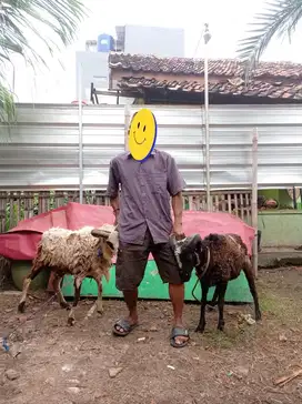 Paket Hemat 2 Ekor Domba – Siap Kirim & Perawatan Terjamin