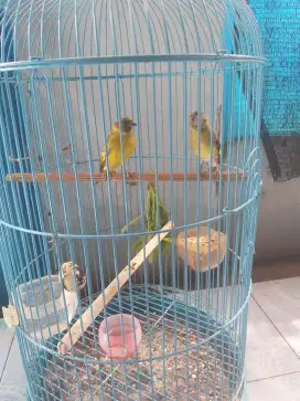 Black Hoded Siskin (BHS) Delute sepasang