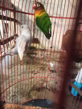 Lovebird sepasang sudah produk